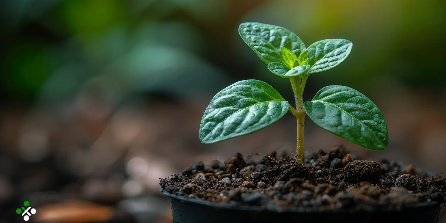 Jak optycznie poszerzyć długi wąski ogród?