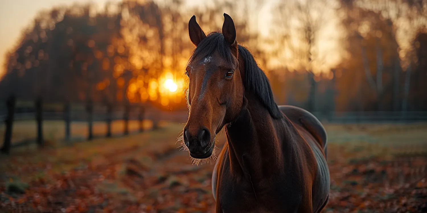 Godne pożegnanie czworonożnych przyjaciół w krematoriach dla zwierząt